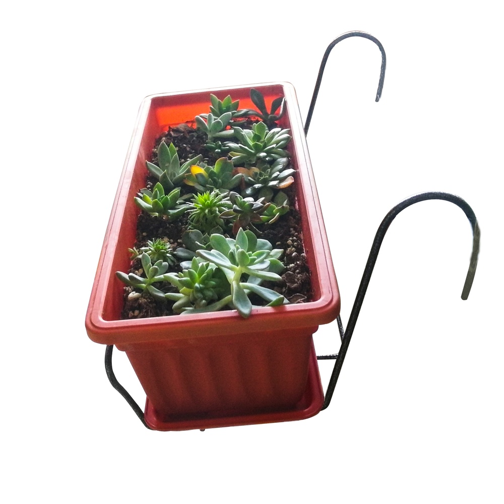 IMG_20180918_135655_1000x1000.jpg IMG_20180918_135655_1000x1000.jpg