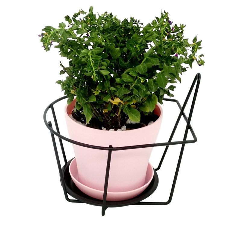 IMG_20180827_061626_1000x1000_750x750.jpg IMG_20180827_061626_1000x1000_750x750.jpg